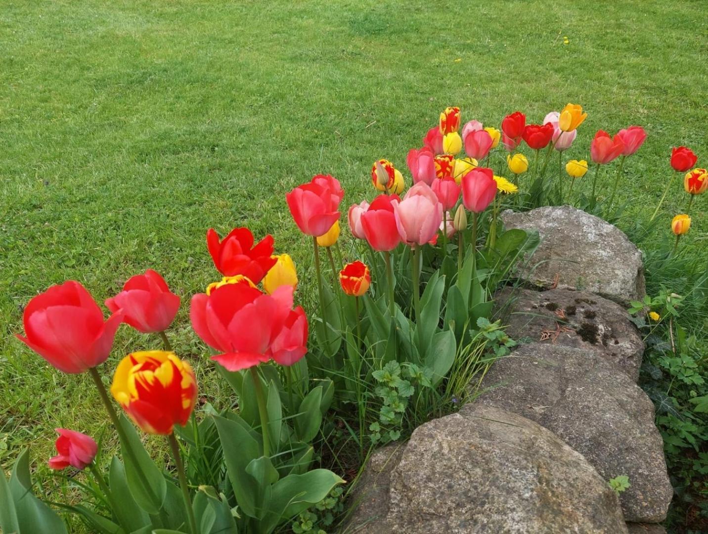 400qm bayr.LUXUSVILLA. 2500qm uneinsehbarer Garten Freyung Eksteriør bilde